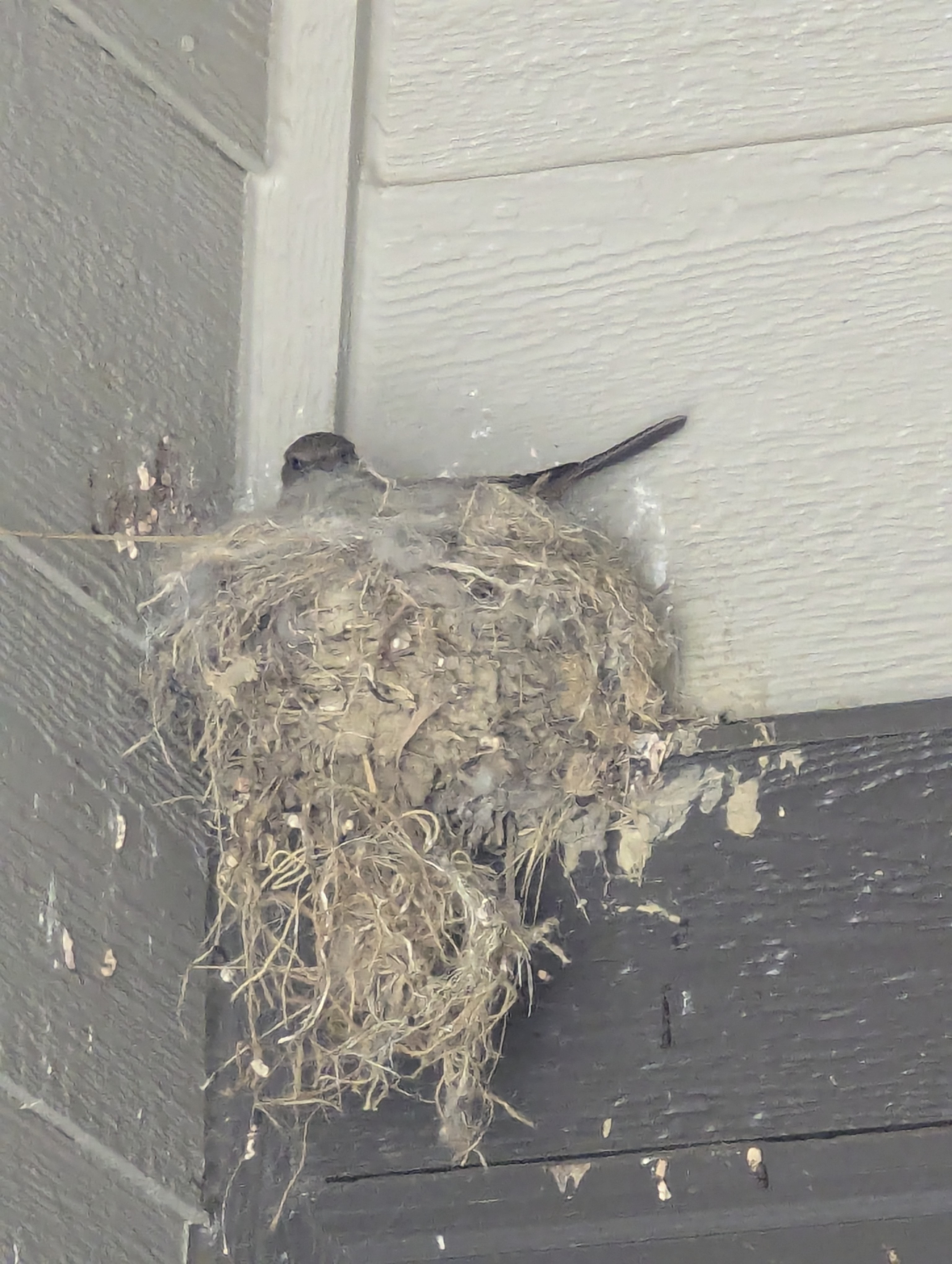 Say's Phoebe, Morrison, Colorado